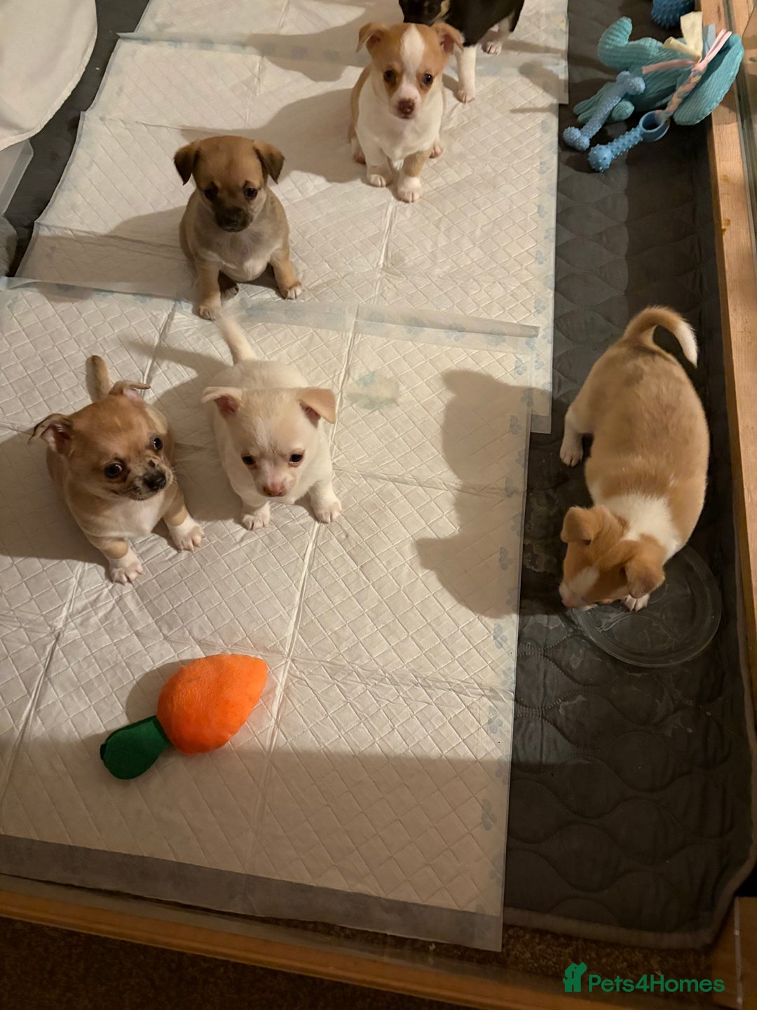 Chihuahua dogs for sale: Puppy’s  - Advert 15
