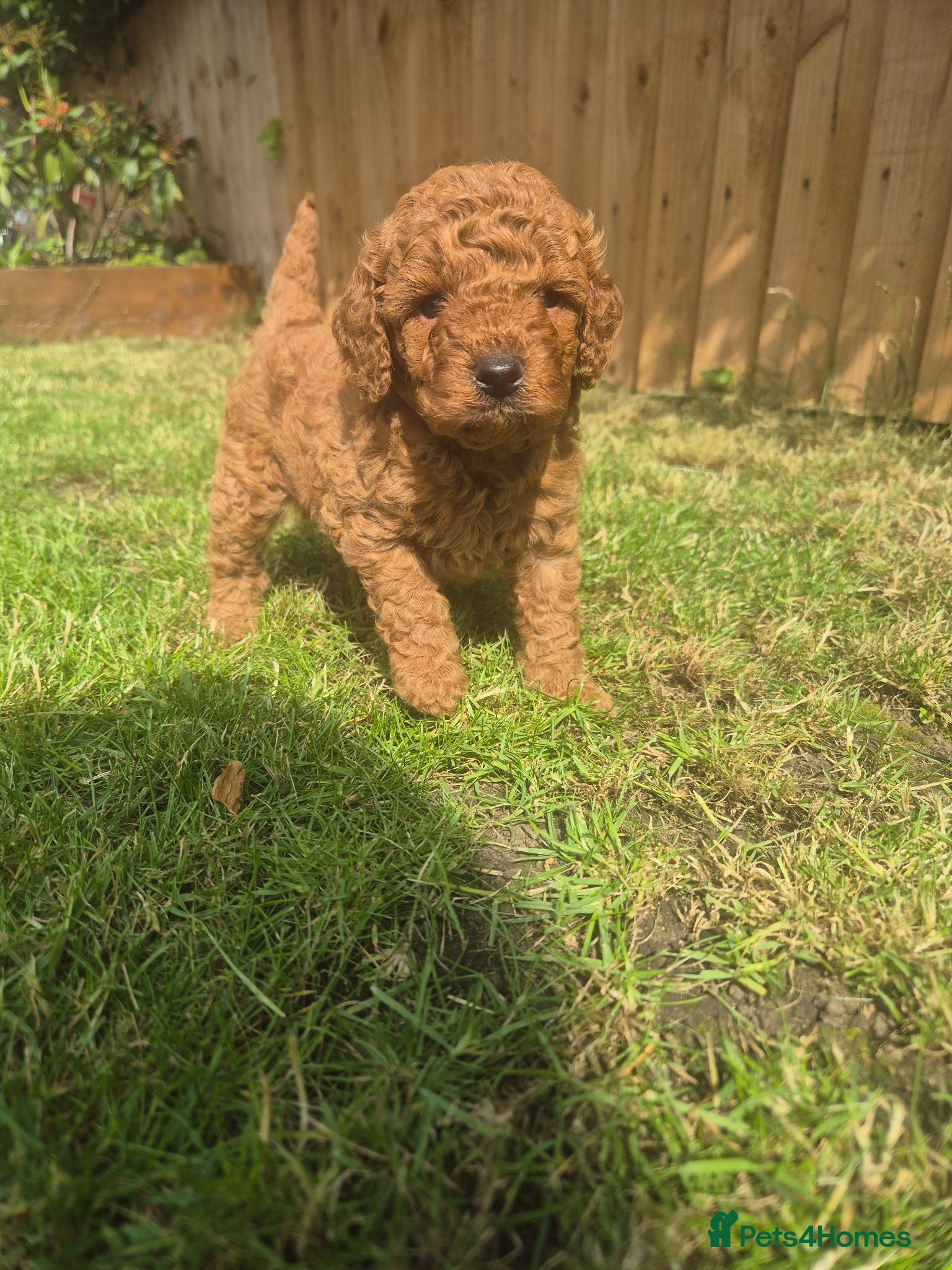 Toy Poodle dogs Exceptional Red Toy Poodles – KC Registered - Advert 2