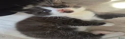 British Shorthair cats for sale: 9 gorgeous kittens - Advert 33