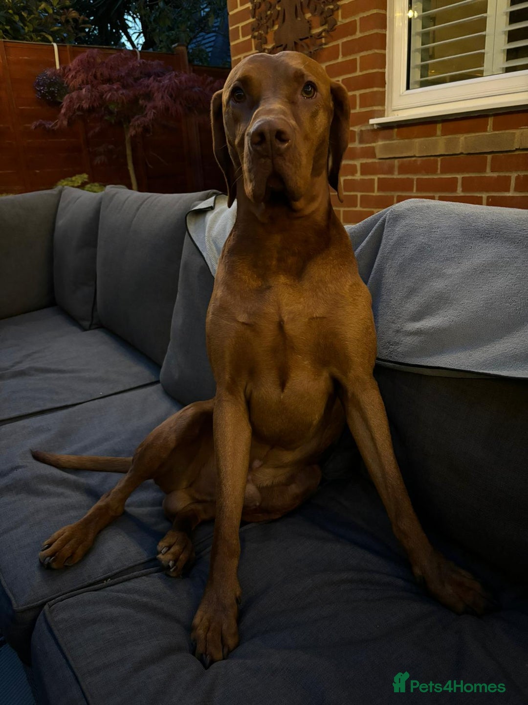 Hungarian Vizsla dogs for stud: KC registered, World Champion blood line stud.  in Horsham - Advert 8