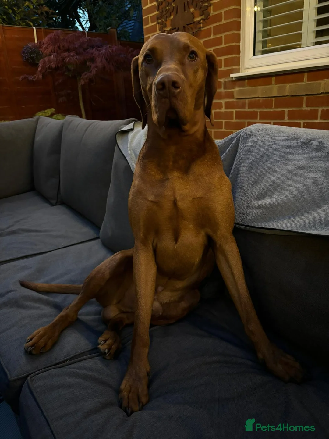 Hungarian Vizsla dogs for stud: KC registered, World Champion blood line stud.  - Advert 8