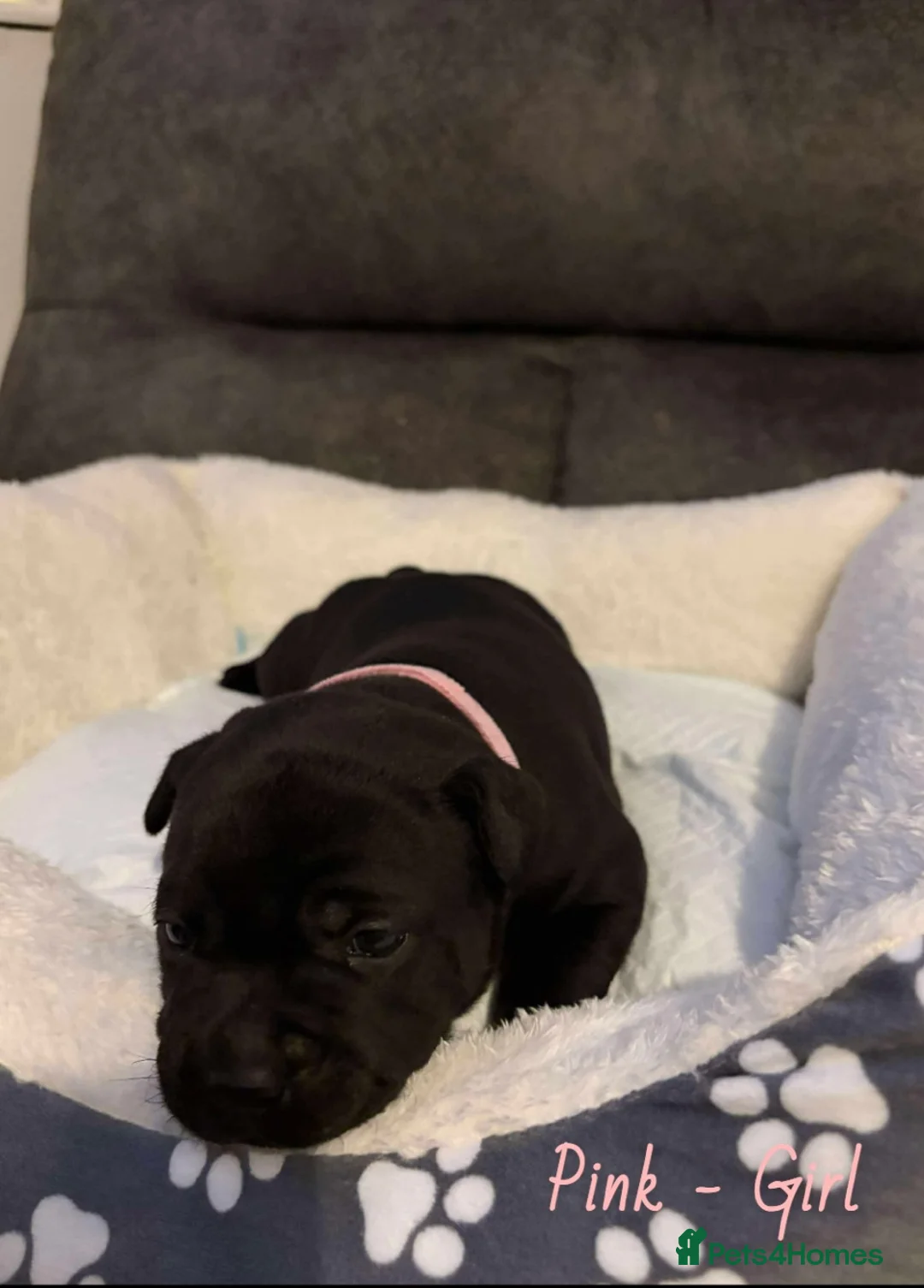 Staffordshire Bull Terrier dogs for sale: Staff puppies  - Advert 6