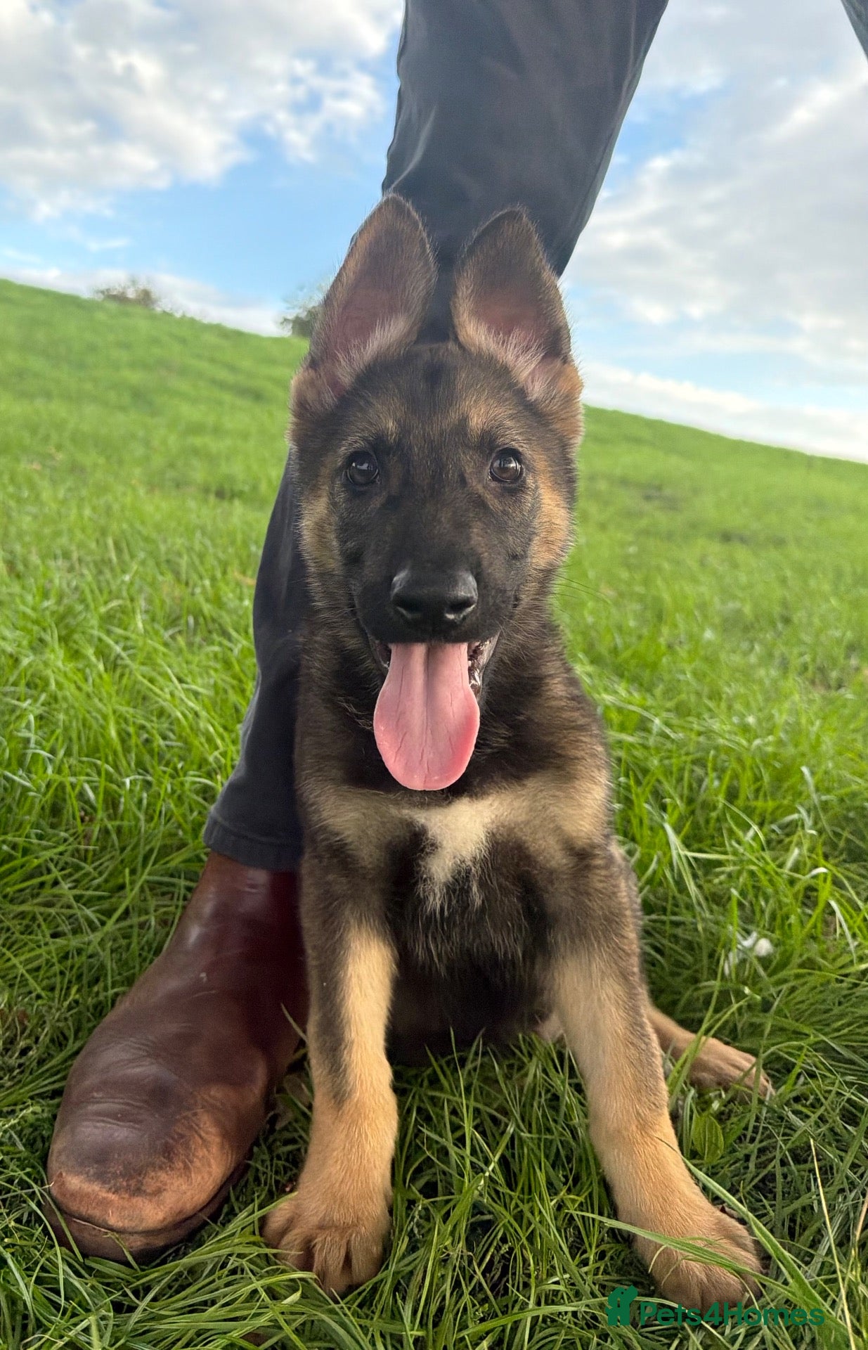 German Shepherd dogs STRONG ALERT PUPS - Advert 1