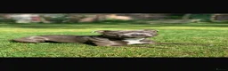 Staffordshire Bull Terrier dogs for sale: Blue Staffordshire puppies for sale  - Advert 4