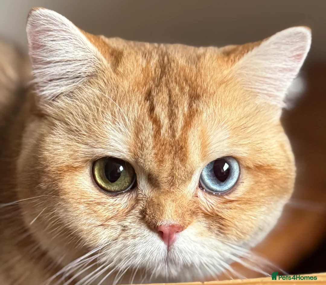 British Shorthair cats for sale: GCCF reg BSH Last Chocolate Gold Blue Eyes Female - Advert 8