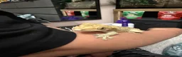 Gecko reptiles for sale: 2 year old Male Crested Gecko with Full Set Up in St. Neots - Advert 12