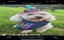 Cockapoo dogs for sale: Most Beautiful Cockerpoo s - Image 16