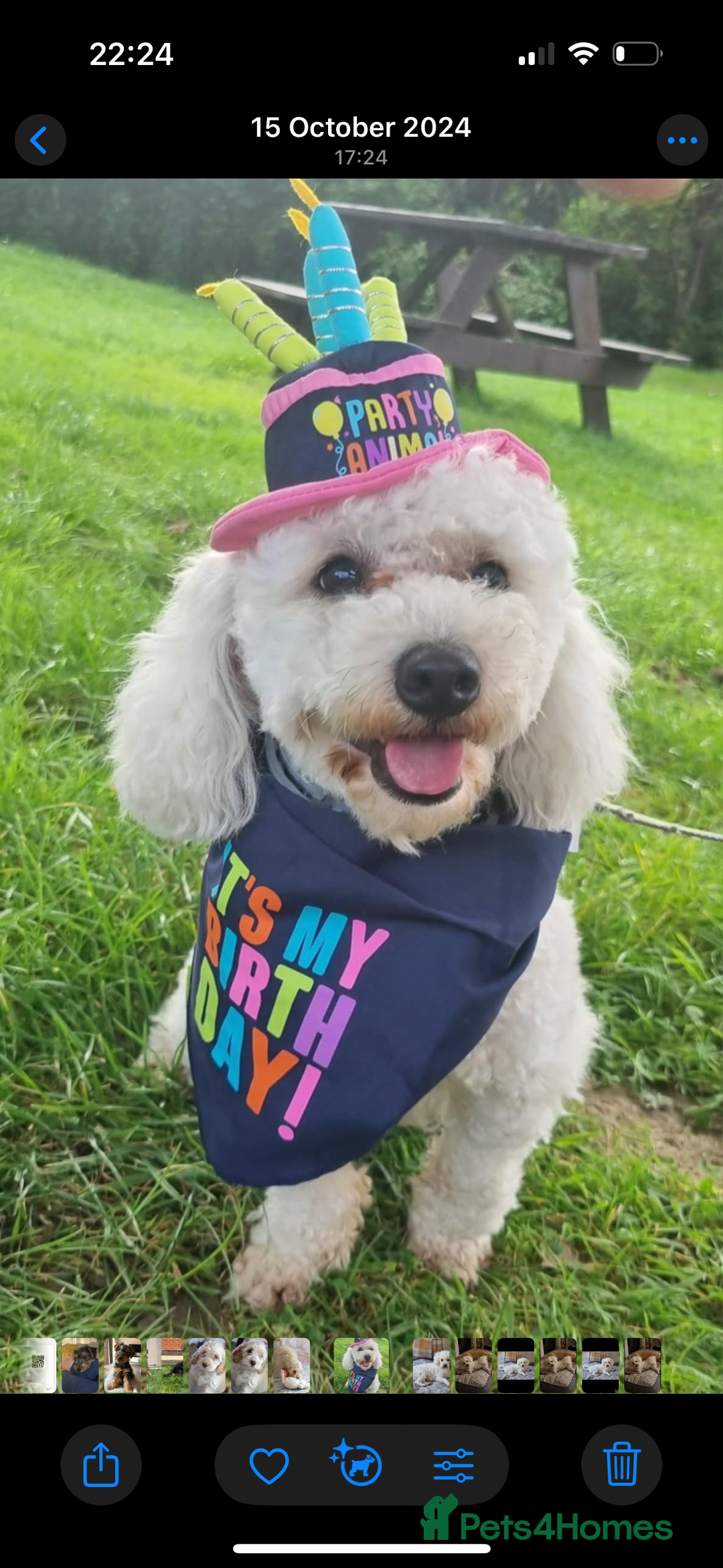 Cockapoo dogs for sale: Most Beautiful Cockerpoo s - Image 16