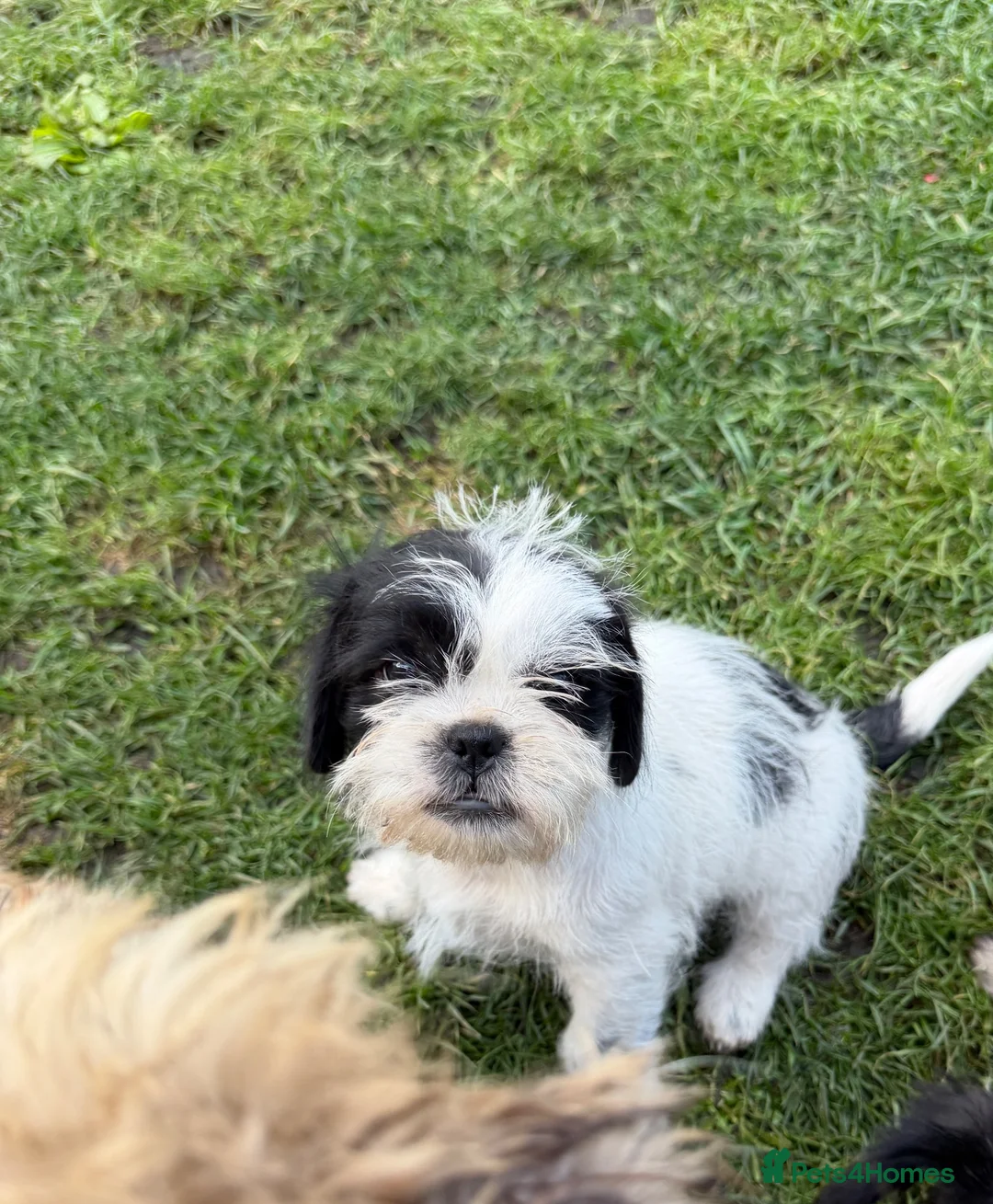 Shih Tzu dogs for sale: Shih tzu in Leicester - Advert 6
