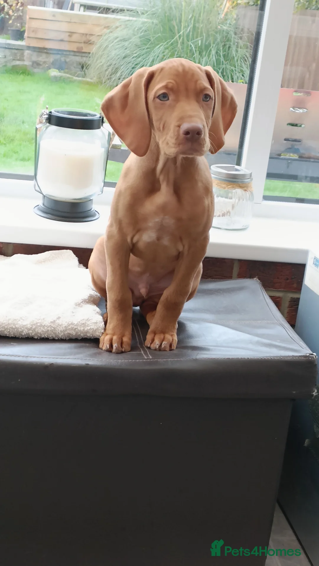 Hungarian Vizsla dogs for stud: Proven Hungarian Viszla Stud - Strong litter of 7 in Chester-le-Street - Advert 18