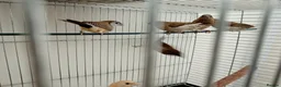 Finches birds for sale: Fawn Owl finch cock in Enfield - Advert 2