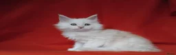 Maine Coon cats for sale: Pure Maine Coons Kittens For Sale - Advert 8