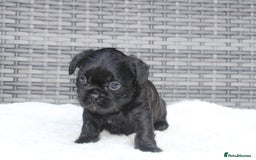 Mixed Breed dogs for sale: French bulldog X imperial shih tzu  - Image 18