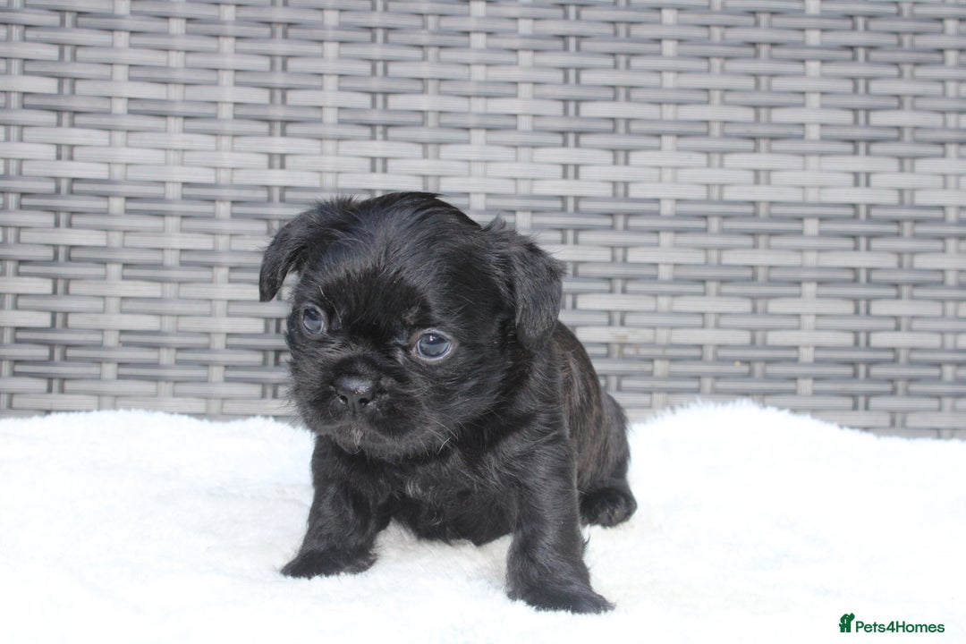 Mixed Breed dogs for sale: French bulldog X imperial shih tzu  - Image 18