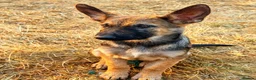 Mixed Breed dogs for sale: 🐶German Shepherd x Dutch Working-Line Puppies 🐶 - Advert 5
