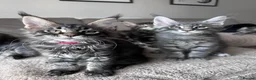 Maine Coon cats for sale: ✨5 Gorgeous Pure Breed Maine Coon Kittens✨ - Advert 14