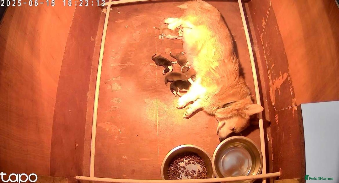 Welsh Corgi Pembroke dogs for sale: Male Welsh Corgi Pembroke - Advert 10