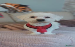 Bichon Frise dogs for sale: Bichon frise 4 year old male stud for sale - Image 8