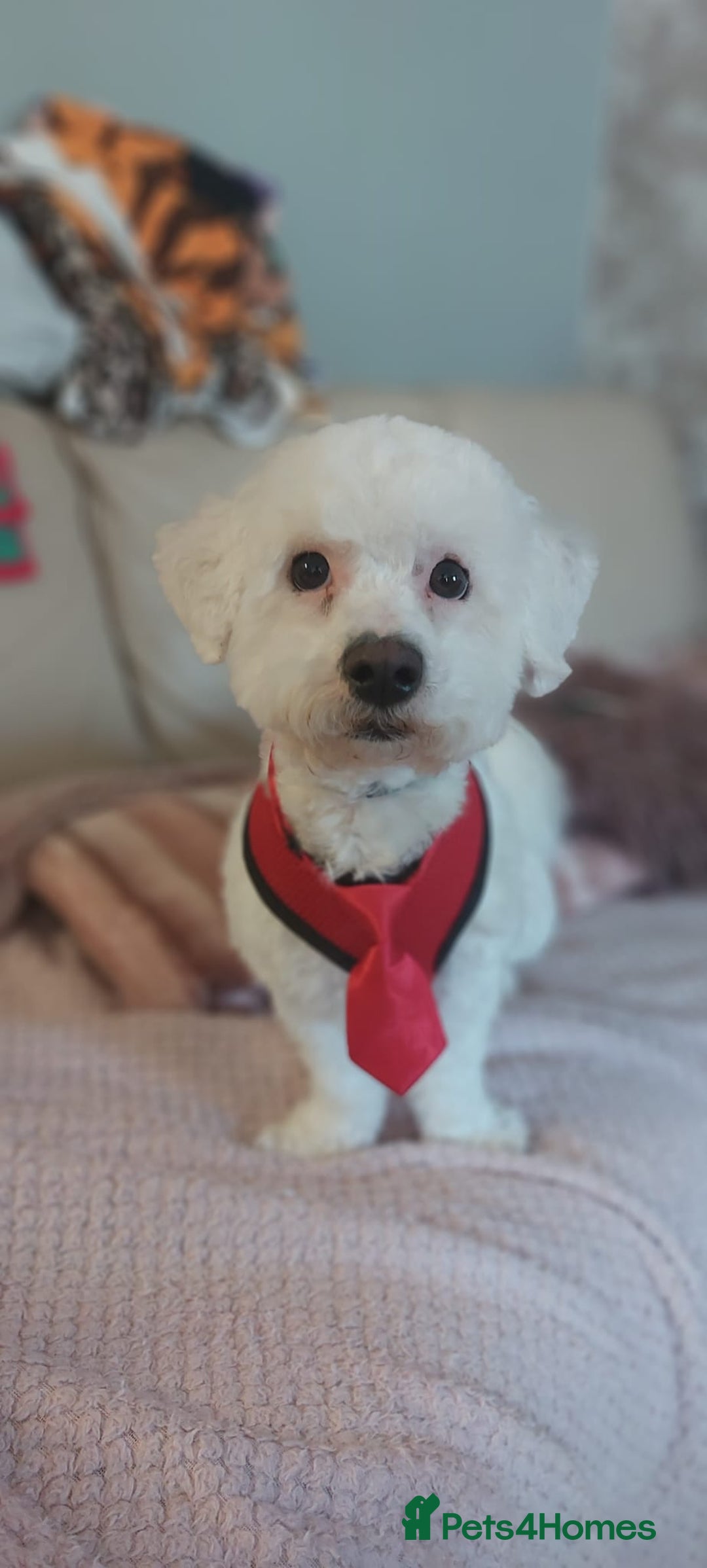 Bichon Frise dogs for sale: Bichon frise 4 year old male stud for sale - Image 8