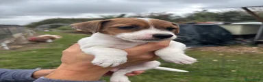 Jack Russell 10