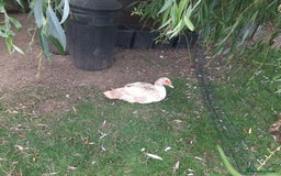 Ducks poultry for sale: Unsexed muscovy ducklings for sale - Image 6
