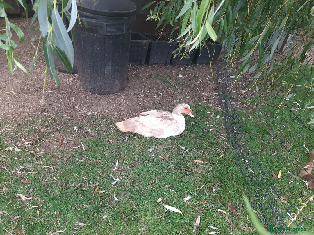 Ducks poultry for sale: Unsexed muscovy ducklings for sale - Image 6