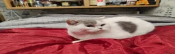 Scottish Fold cats for sale: Scottish fold queen - Advert 2