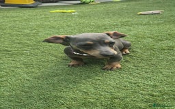 Miniature Dachshund dogs for sale: This is poppy - Image 2