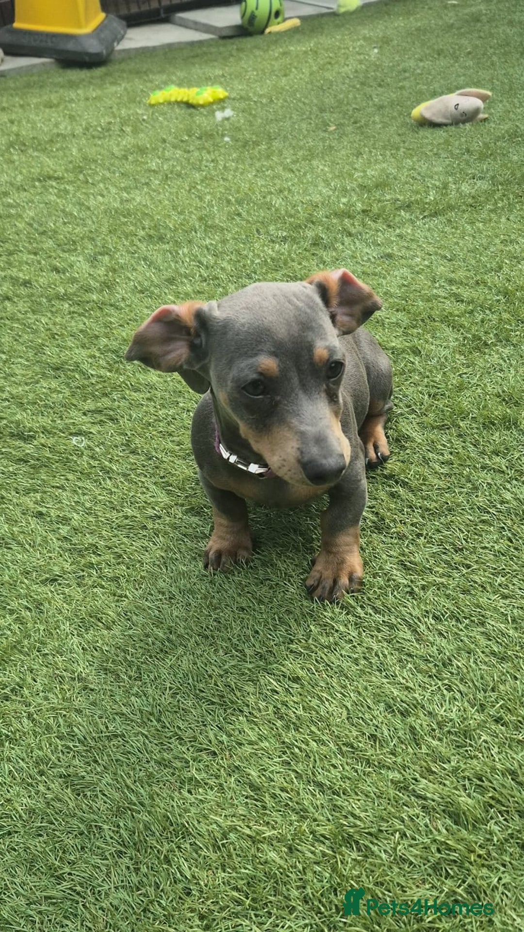 Miniature Dachshund dogs for sale: This is poppy - Image 2