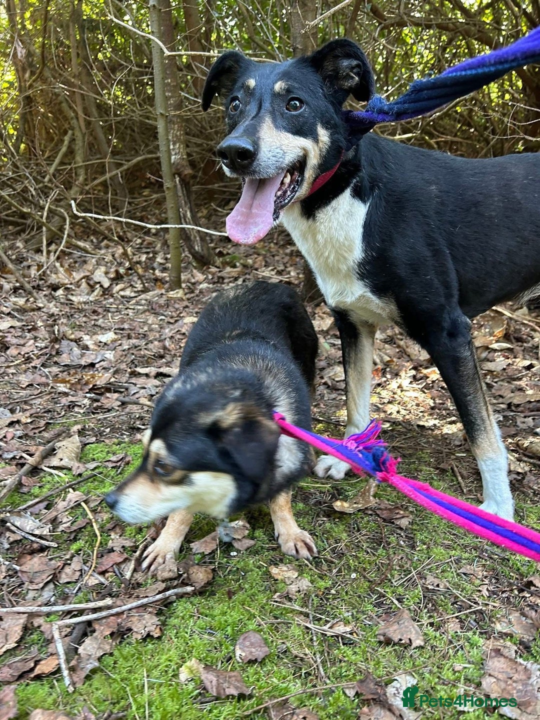 Mixed Breed dogs for adoption: Lottie - Norwich Norfolk  in Norwich - Advert 15