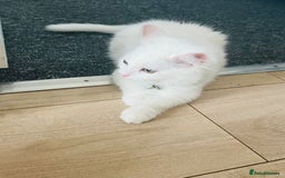 Domestic Shorthair cats for sale: Male Kitten Domestic Shorthair - Image 1