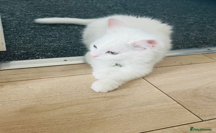 Domestic Shorthair cats - Advert 1