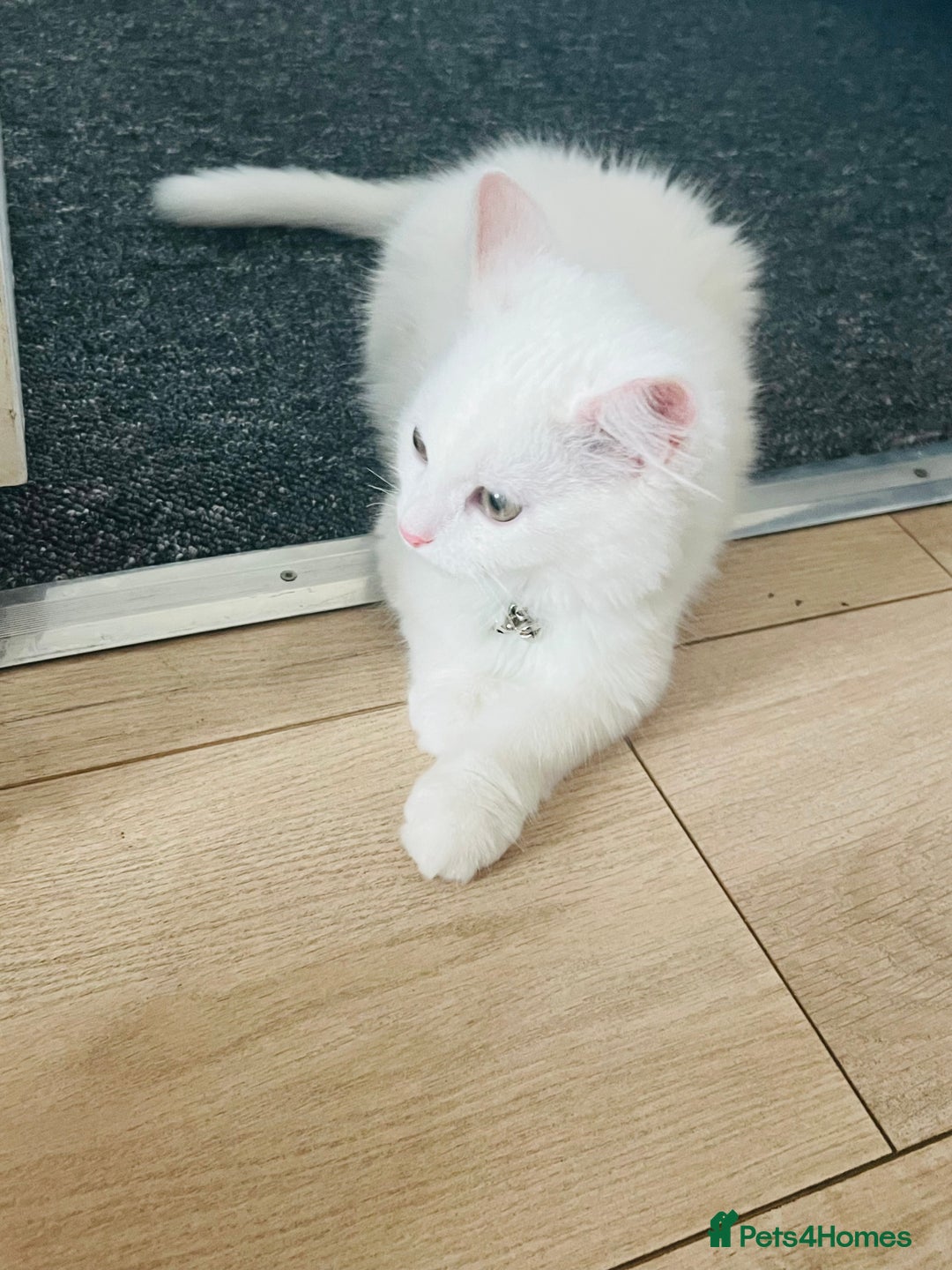 Domestic Shorthair cats for sale: Male Kitten Domestic Shorthair - Image 1