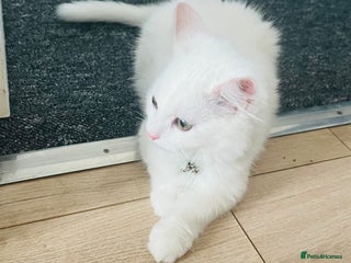 Domestic Shorthair cats - Advert 15