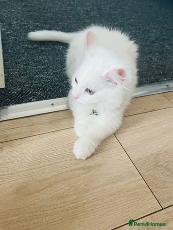 Domestic Shorthair cats - Advert 17