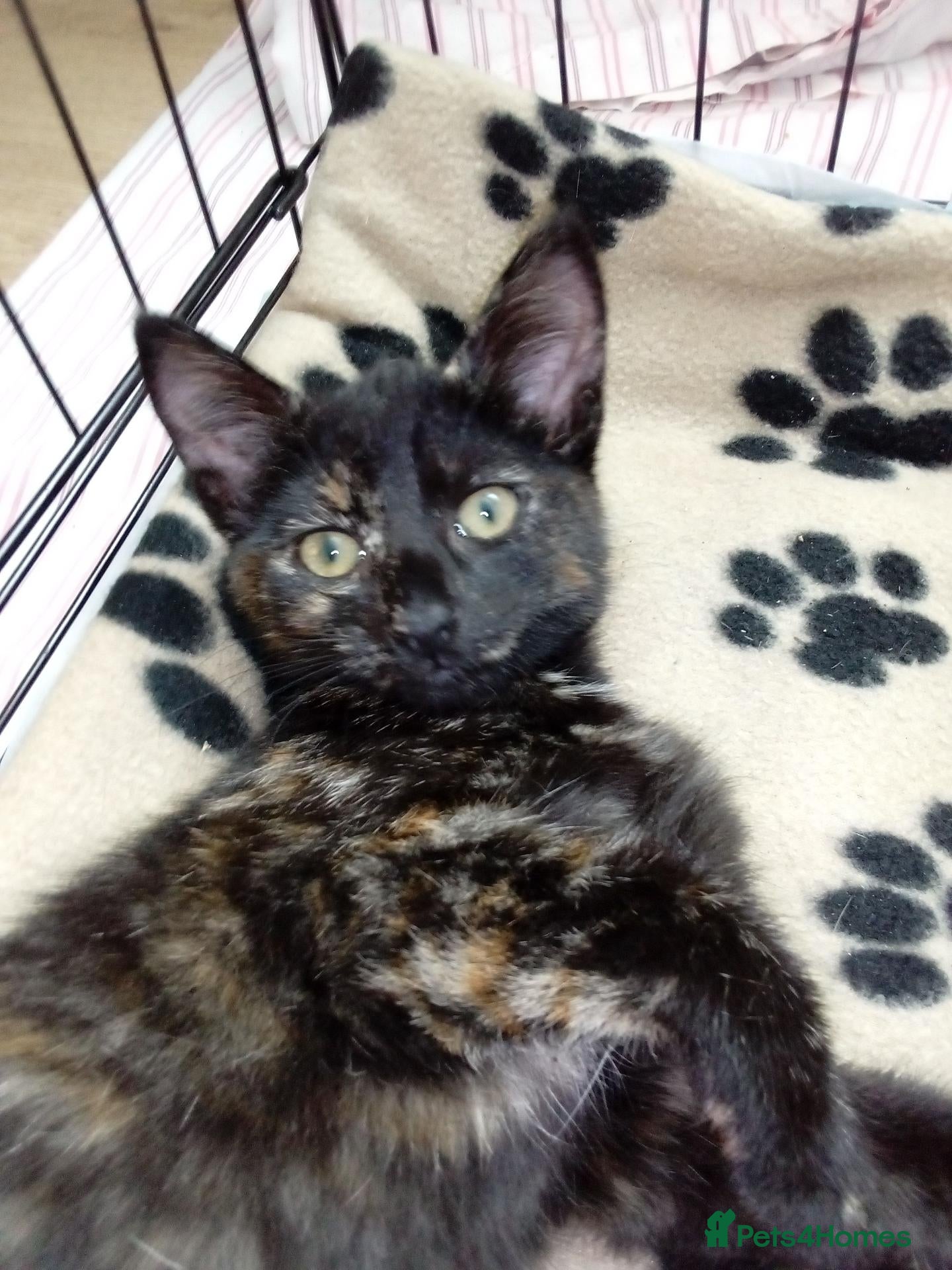 Mixed Breed cats Bengal x kitten - Advert 7