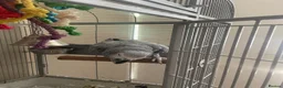 Parrots birds for sale: African grey parrot  - Advert 4