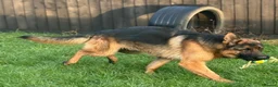 German Shepherd dogs for sale: Stunning male German shepherd for sale - Advert 6