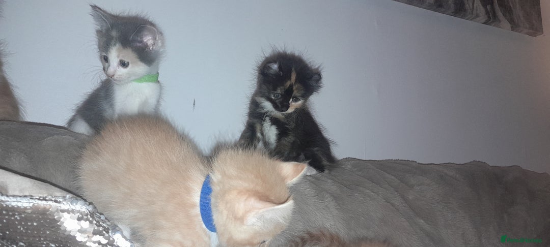 Sphynx cats for sale: Sphynx varient x ragdoll elf ears - Image 2