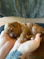 Cavapoo dogs - Advert 4