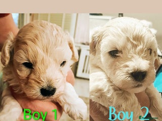 Maltipoo dogs F1 HEALTH TESTED FLUFFY TOY MALTIPOO PUPPIES - Advert 11