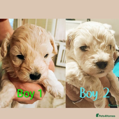 Maltipoo dogs F1 HEALTH TESTED FLUFFY TOY MALTIPOO PUPPIES - Advert 4