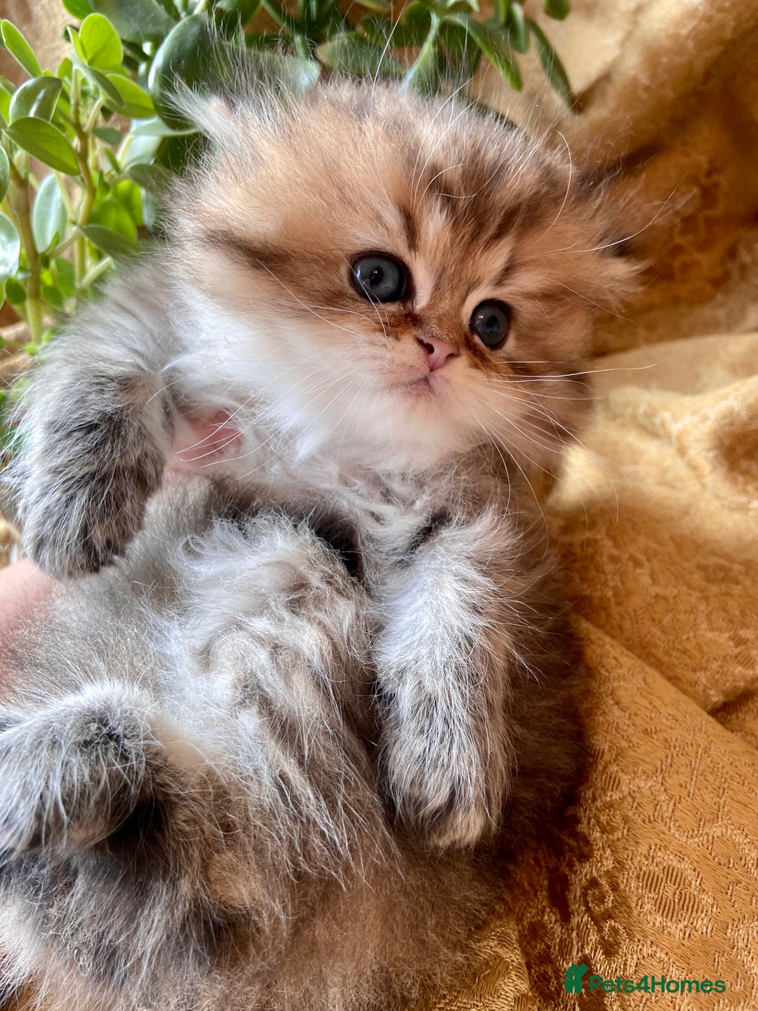 Persian cats for sale: TICA reg Silver & Golden Chinchilla Persians  - Image 8