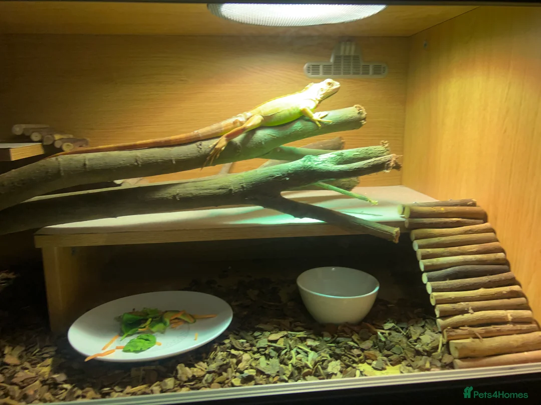 Iguana reptiles for sale: Baby Green iguana  - Advert 4