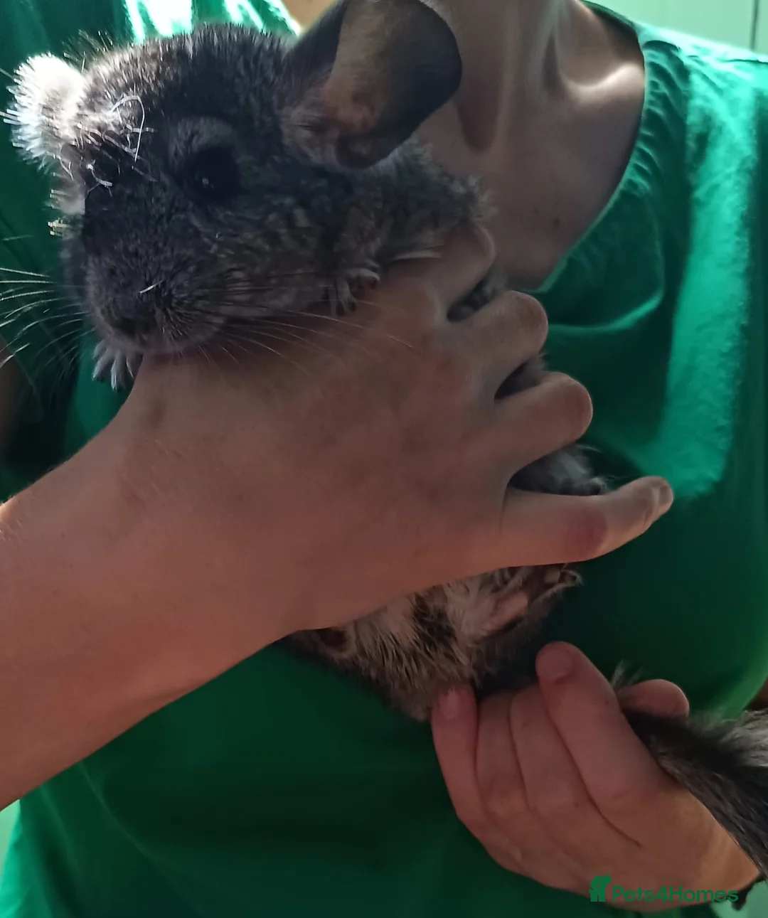 Chinchilla rodents for sale: Baby chinchillas - Advert 7