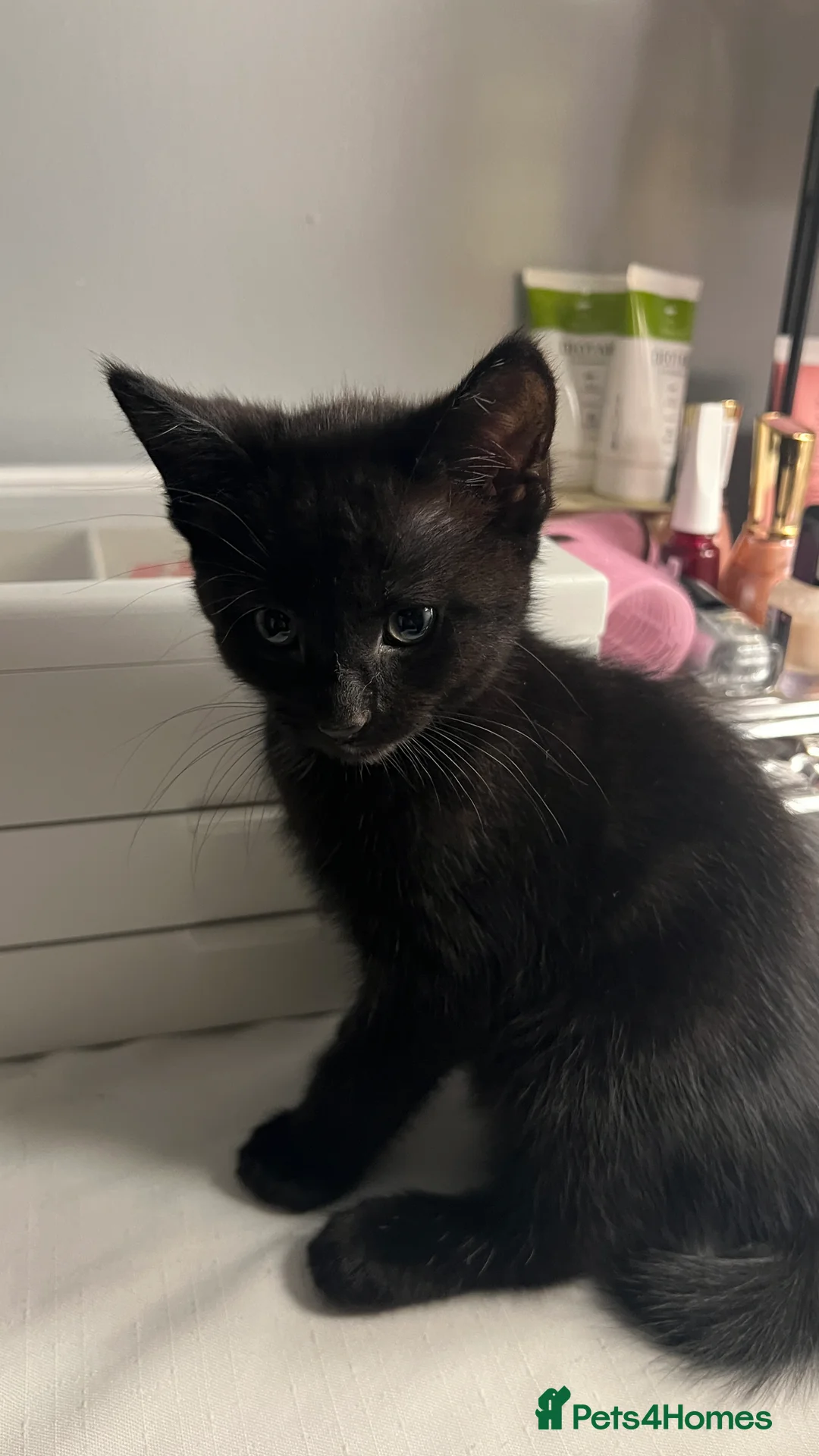 Domestic Shorthair cats for sale: Adorable Female Kittens Looking for a Loving home - Advert 10