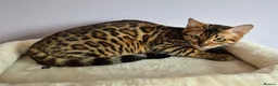 Bengal cats for sale: TICA Active Reg 11mth Bengal Girl  - Advert 2