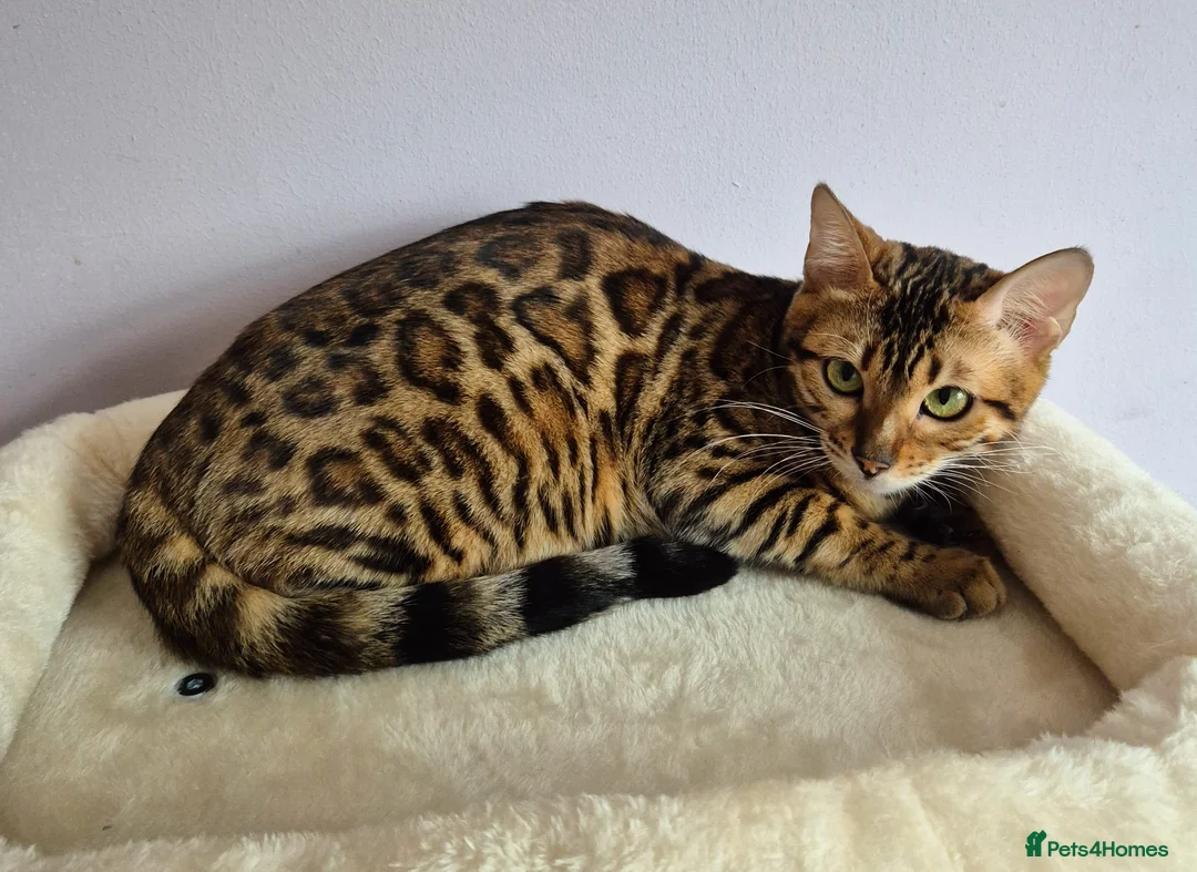 Bengal cats for sale: TICA Active Reg 11mth Bengal Girl  - Advert 2