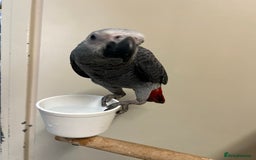 Parrots birds for sale: Hand Raised African Grey Parrots - Image 3