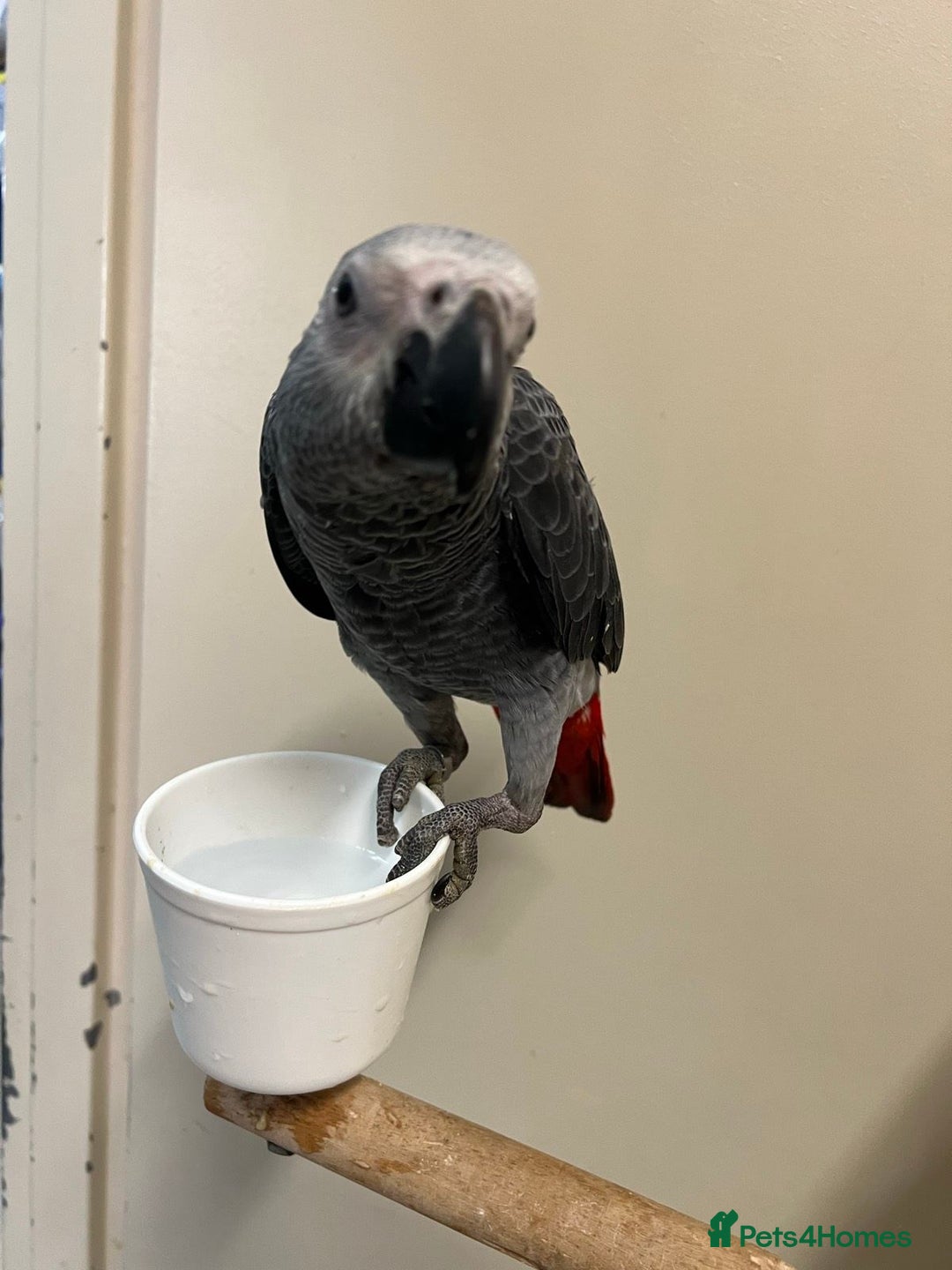 Parrots birds for sale: Hand Raised African Grey Parrots - Image 3